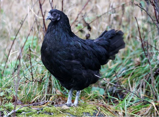 Swedish Black Chicken