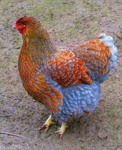 Blue Laced Red Wyandottes