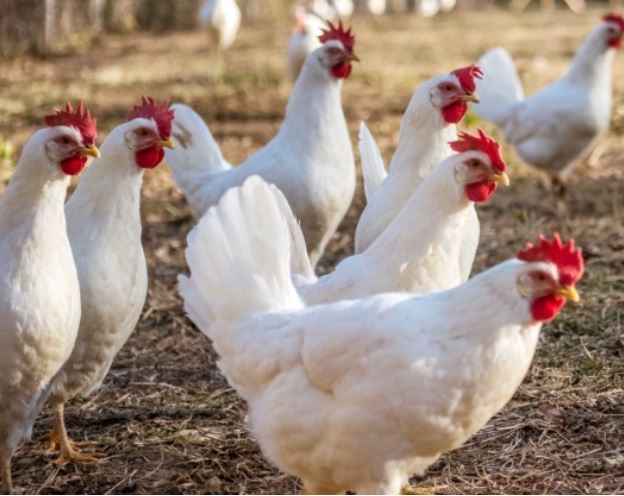 white egg laying chickens