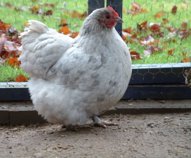 lavender orpington chickens