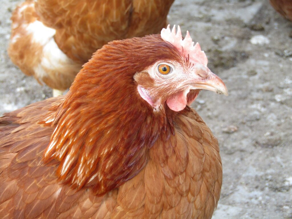 Golden Comet Chicken Eggs