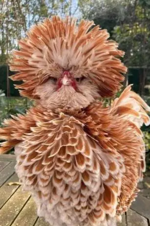 Frizzle chicken