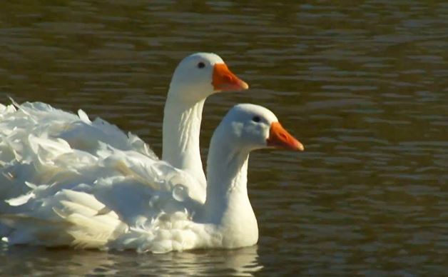 Sebastopol goose