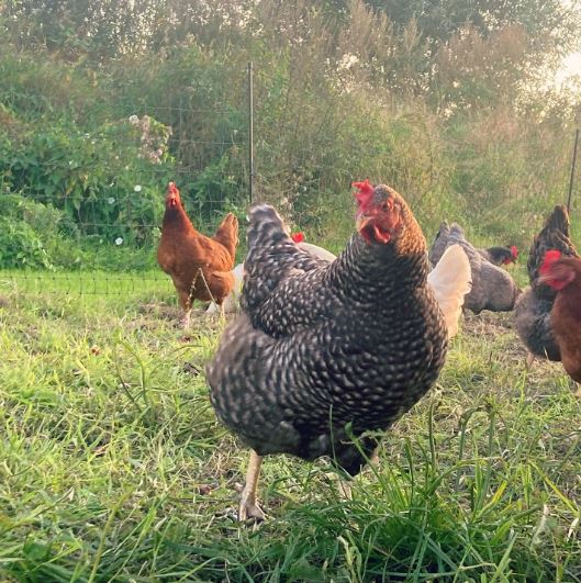 Cuckoo Marans