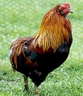 Uzura Chabo chicken