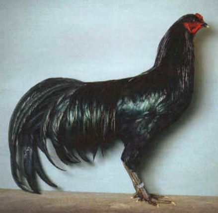 sumatra chicken