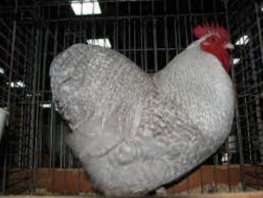 lavender orpington chickens