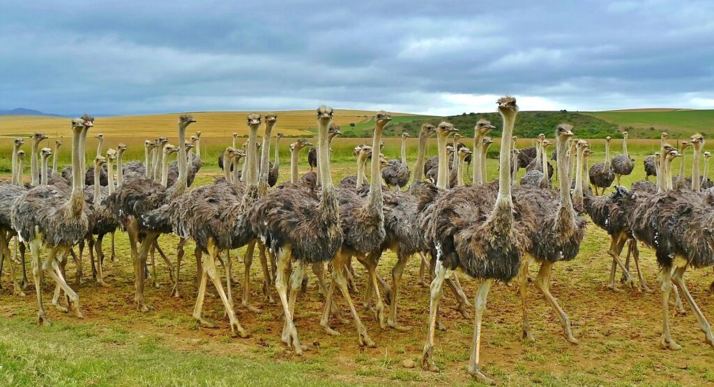 farm ostrich