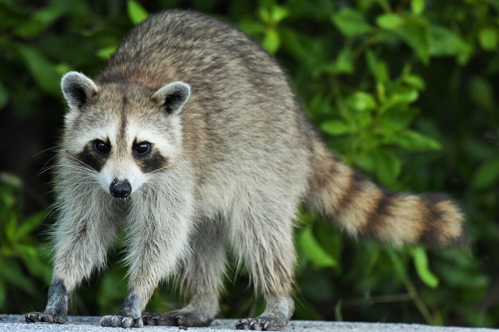 How to keep raccoons away from chickens