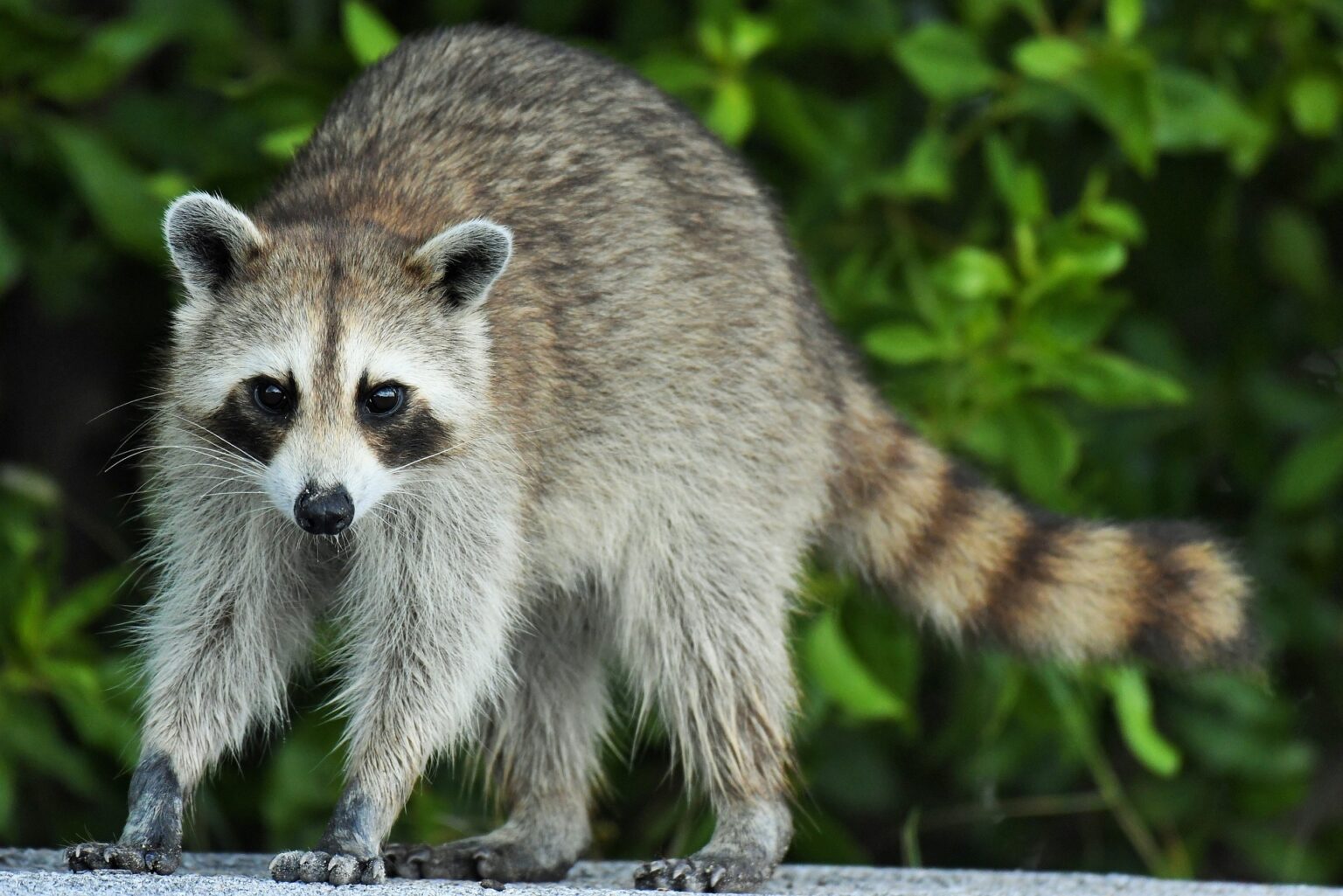 How To Keep Raccoons Away From Chickens? The Best Guide. The Poultry Feed