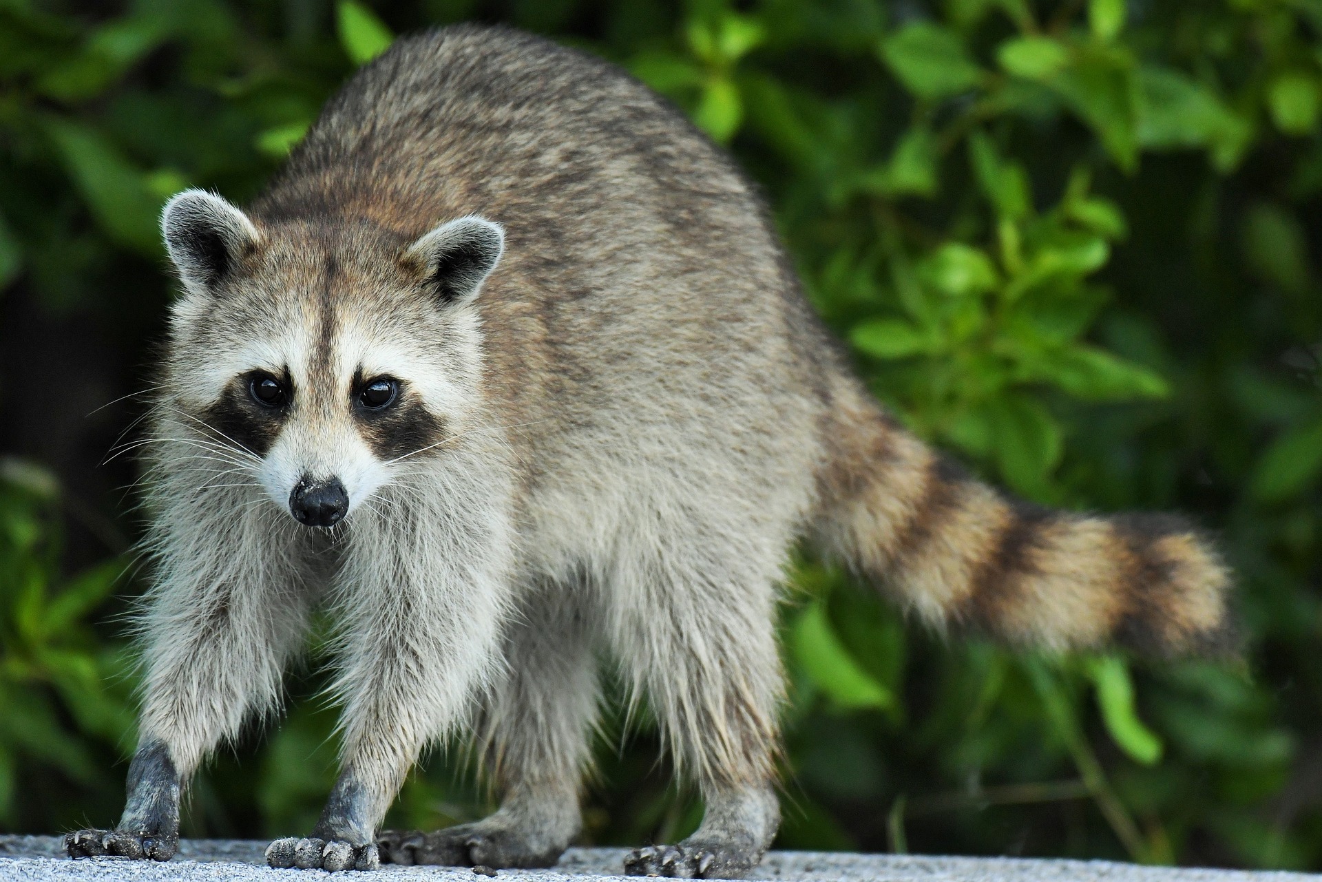 How To Keep Raccoons Away From Chickens? The Best Guide. The Poultry Feed