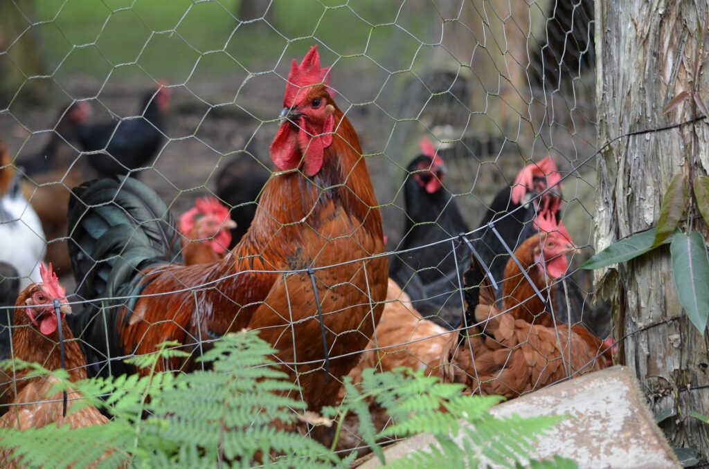 chicken fences