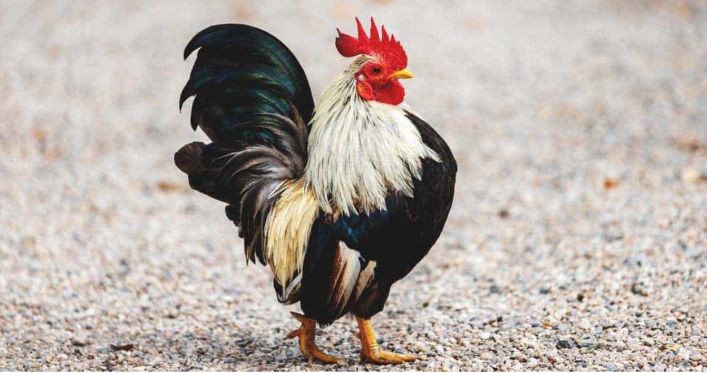 Bantam Chicken