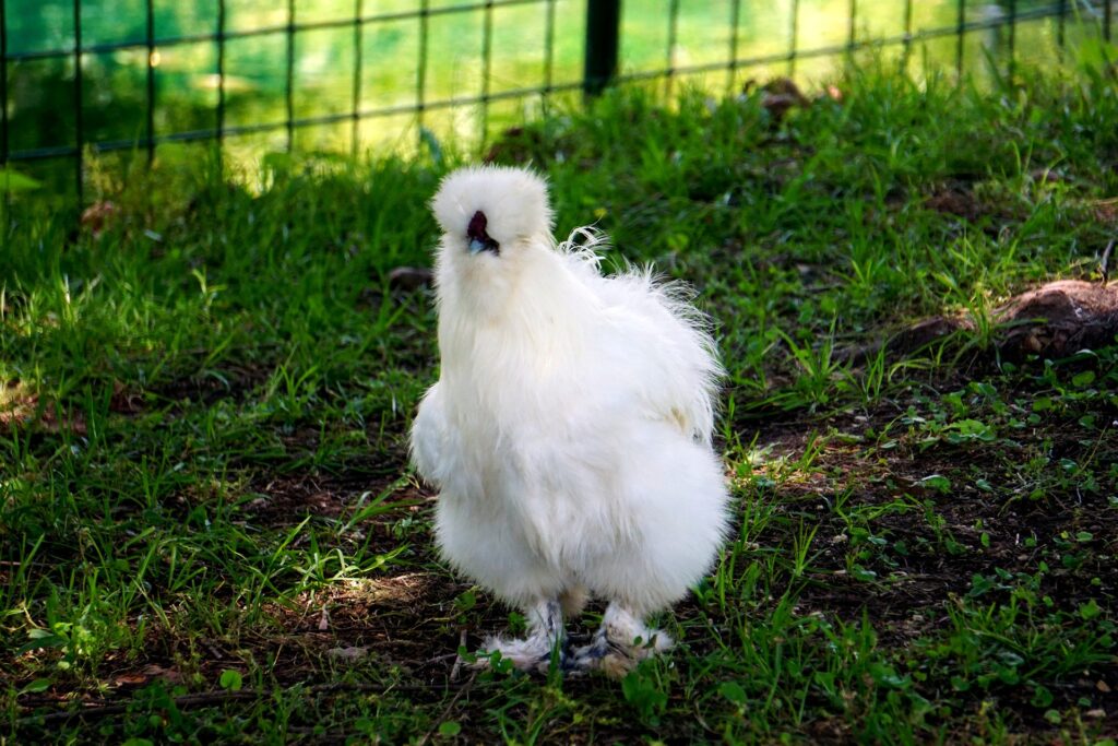 Ukokkei chicken