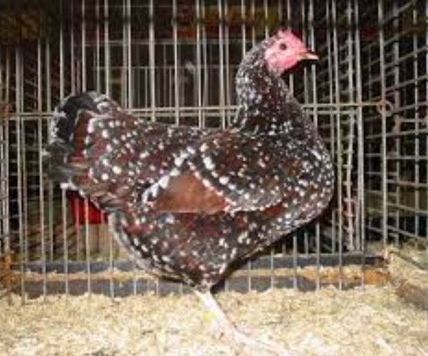 speckled sussex chicken