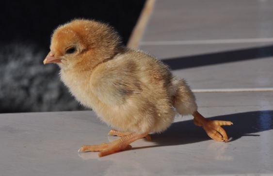 Splayed Legs