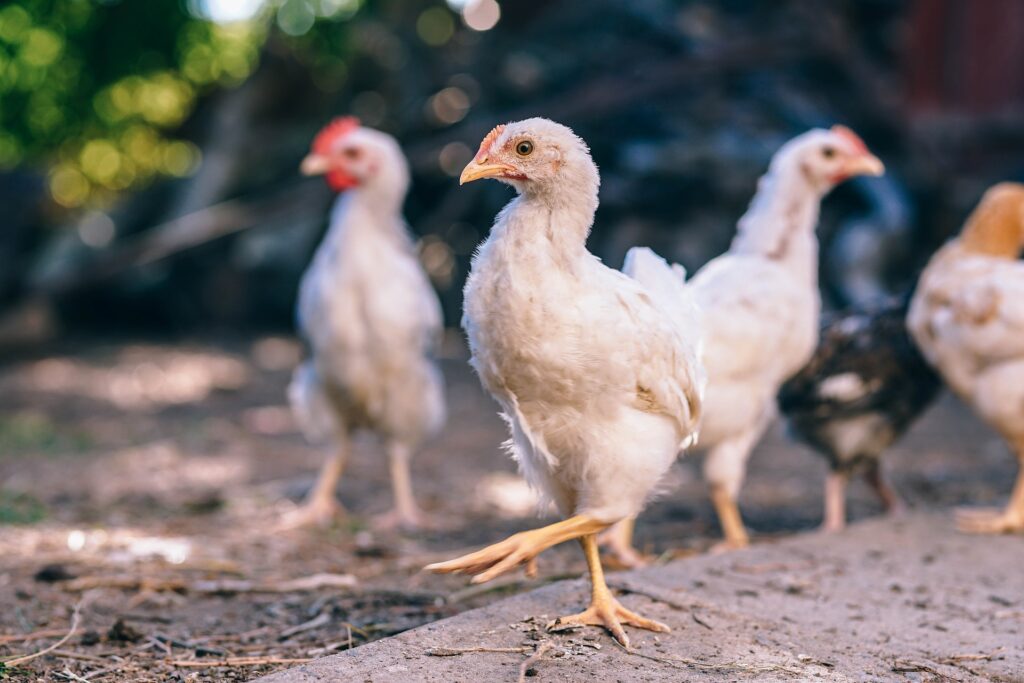 what to feed meat chickens