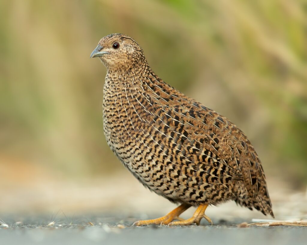 Best quail layer feeds