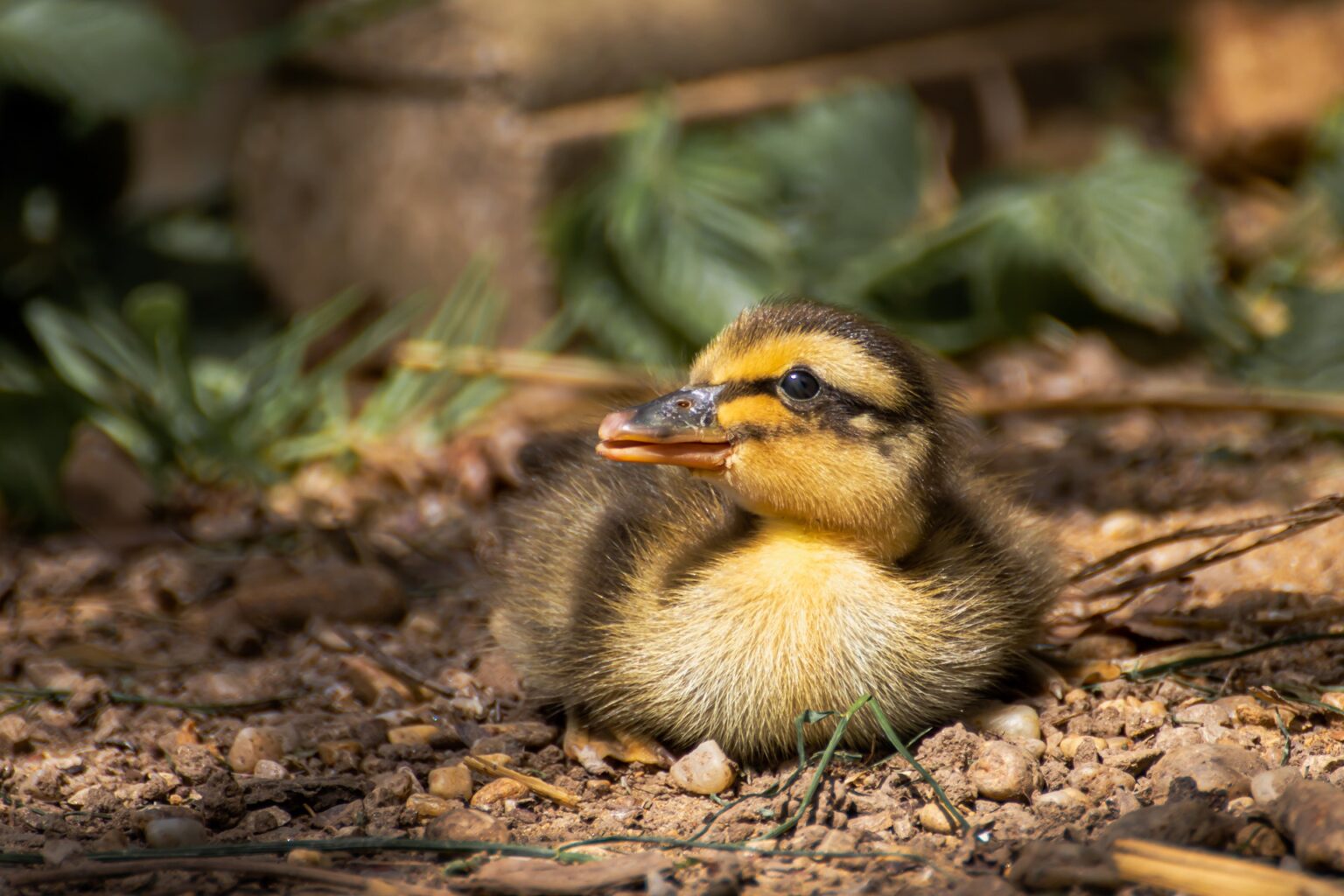 Is A Duck Heat Lamp Good For Little Ducklings? The Truth