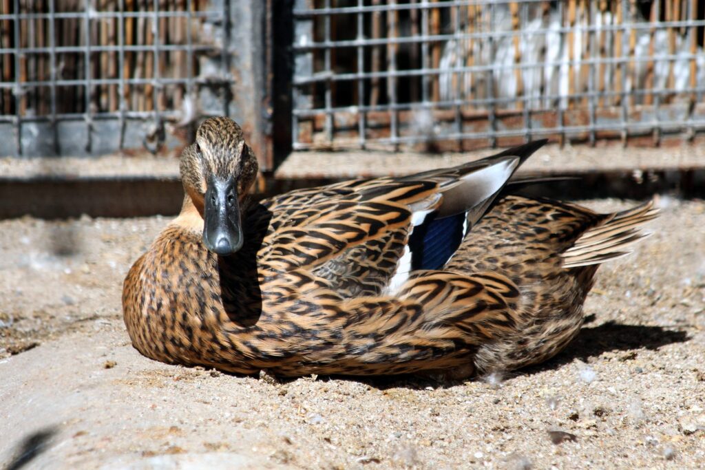 pens for ducks