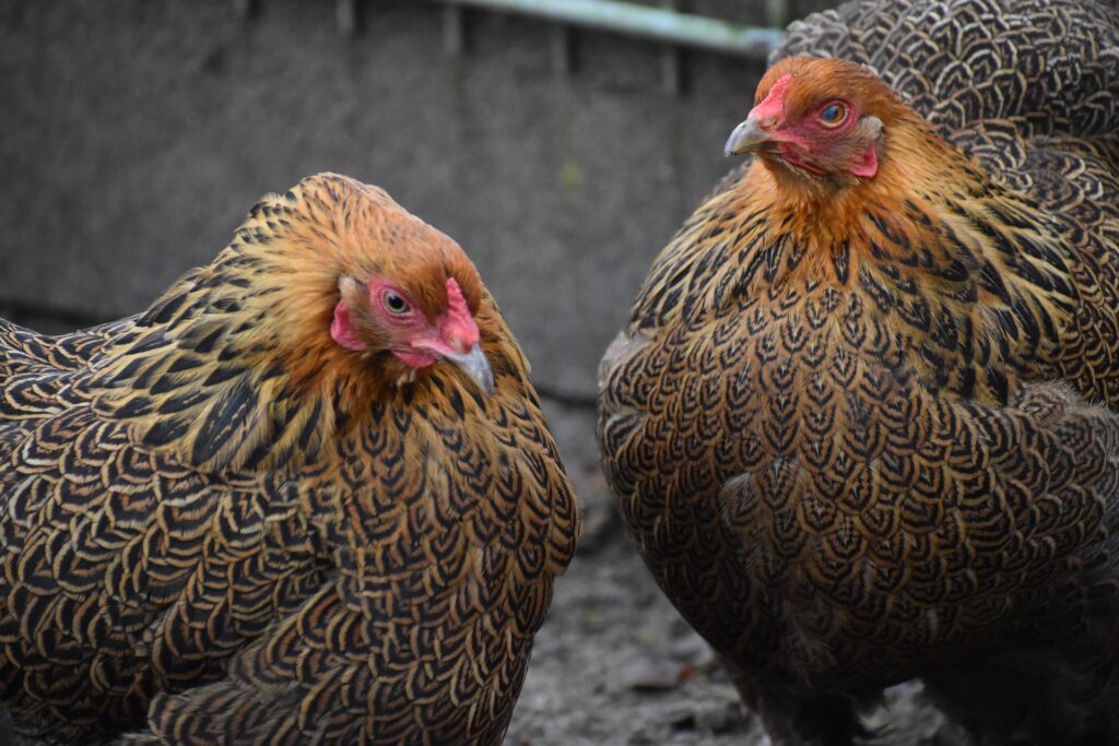 solar heat lamp for chicken coop