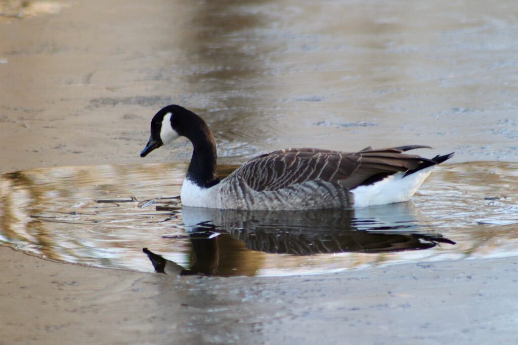 how long does a goose live