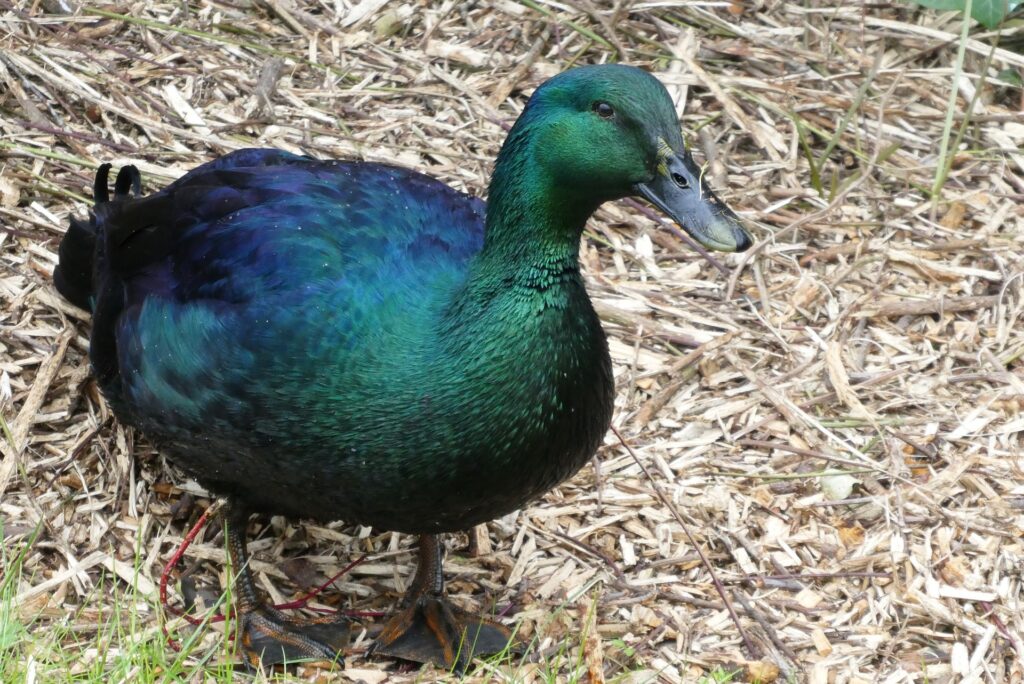 Cayuga Duck