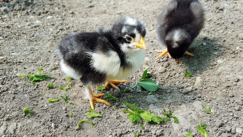 Best baby chick feeder