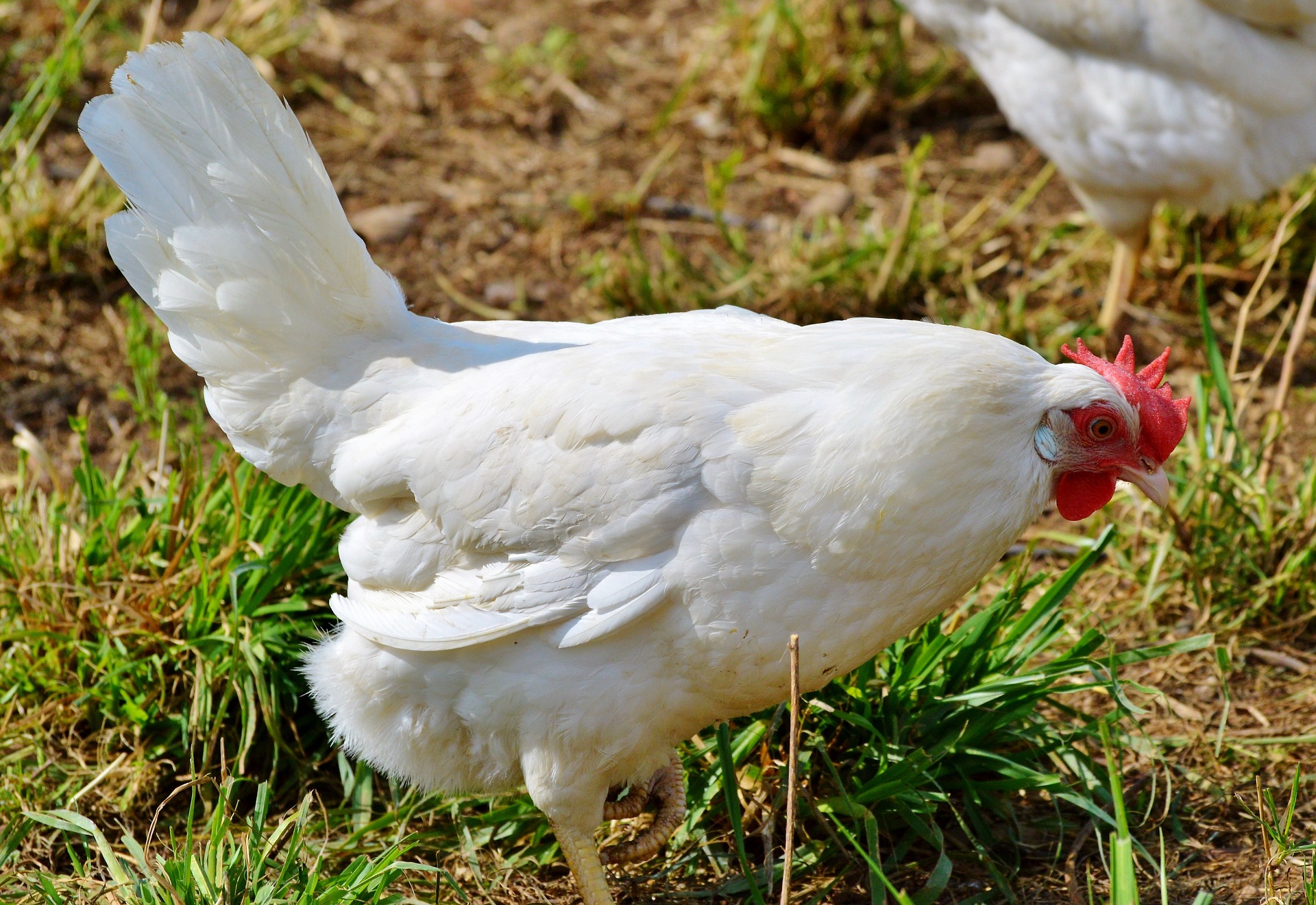 How much do chickens cost? The Best Guide. The Poultry Feed