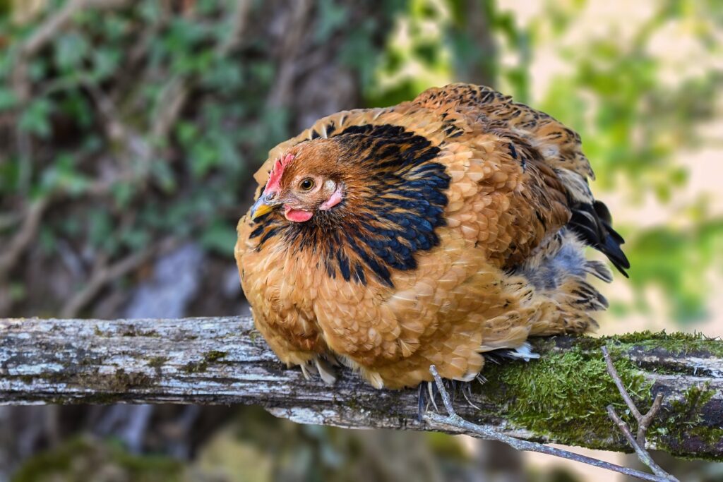 What is the best perch for chickens?