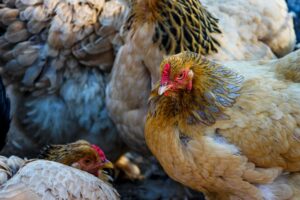 solar heat lamp for chicken coop