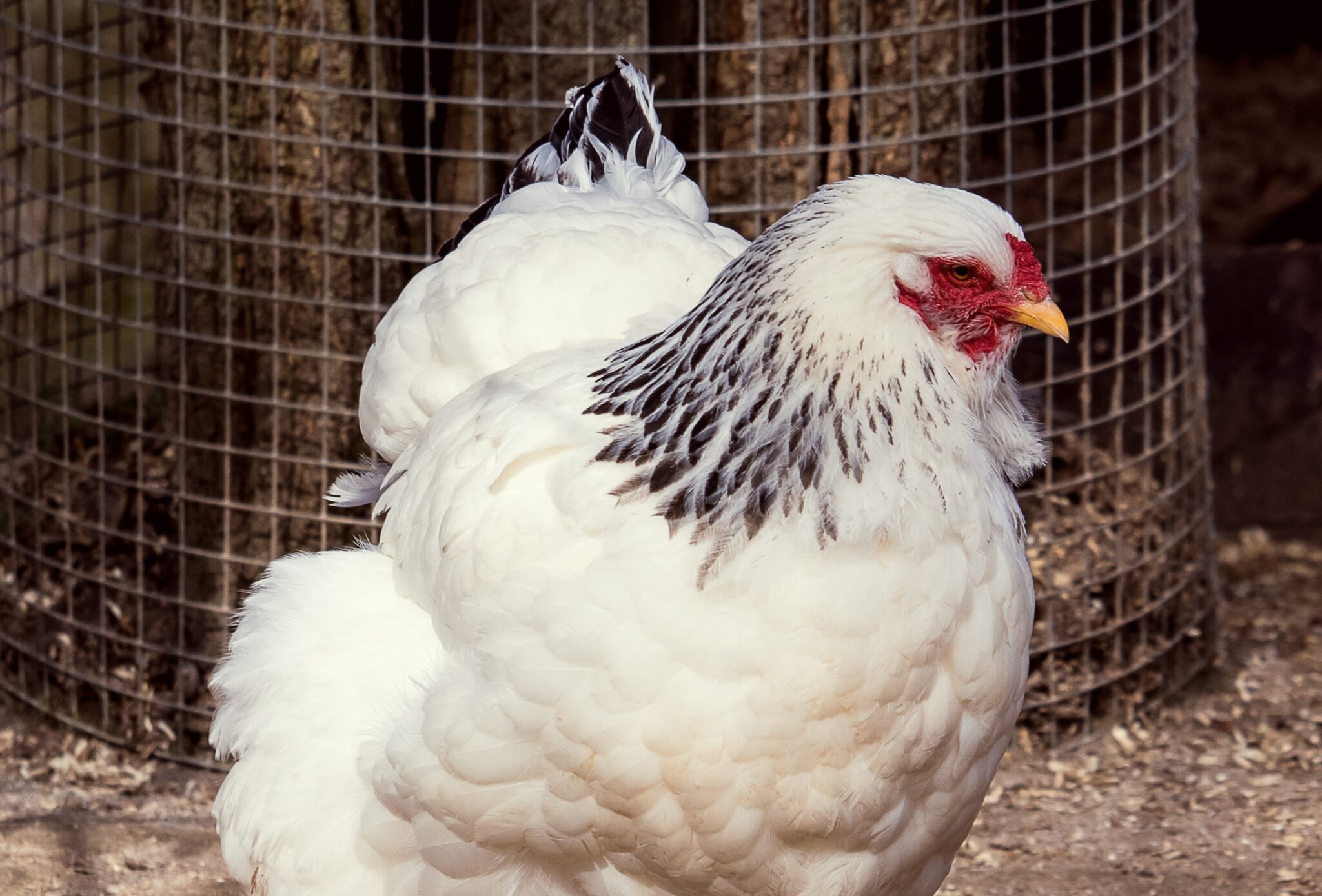 How much do chickens cost? The Best Guide. The Poultry Feed