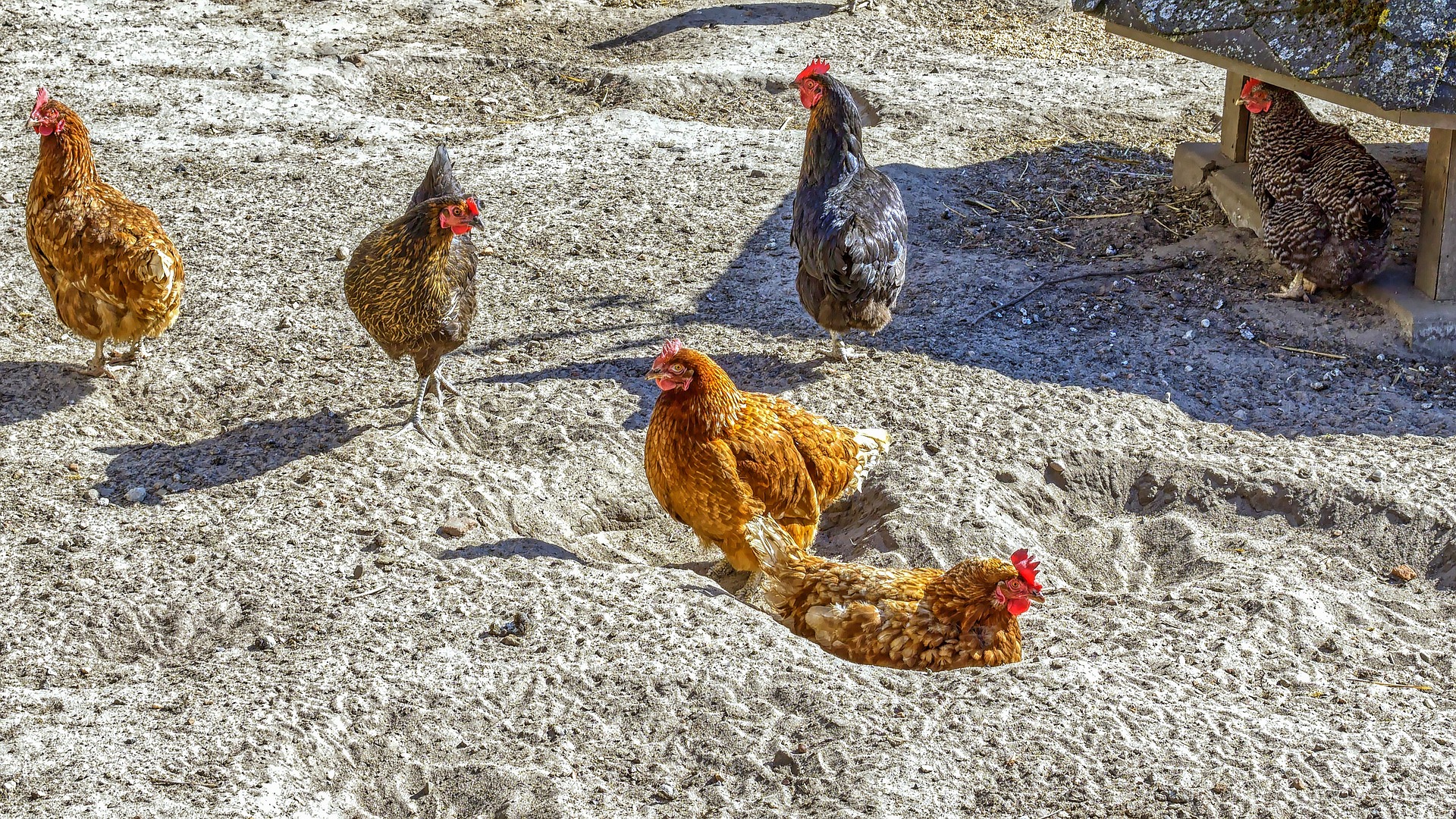 Dust Bath For Chickens Best Guide To Make It The Poultry Feed