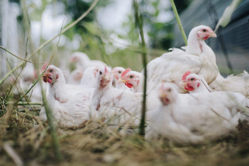 How Long Do Chicks Need A Heat Lamp? 