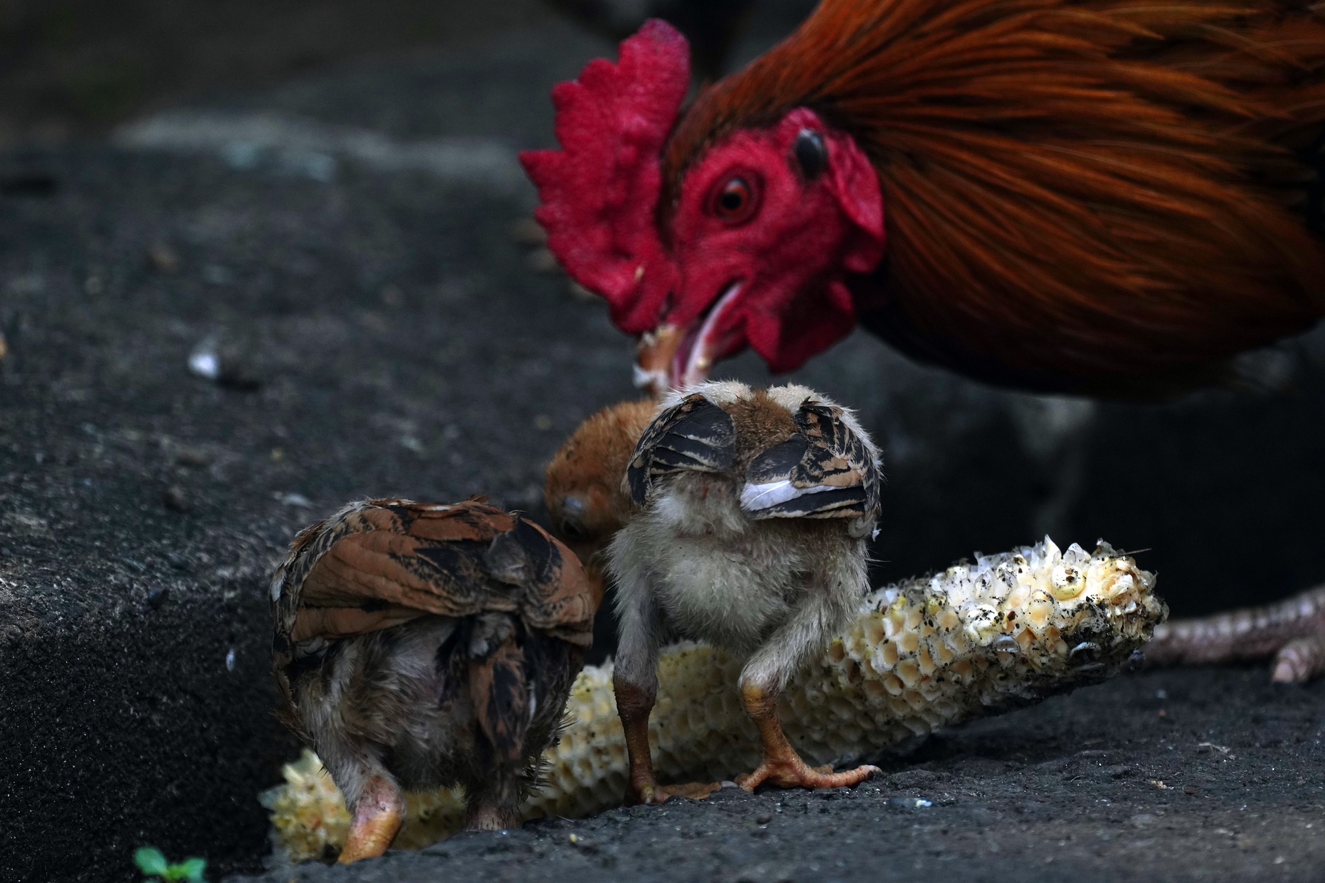 non gmo chicken feed