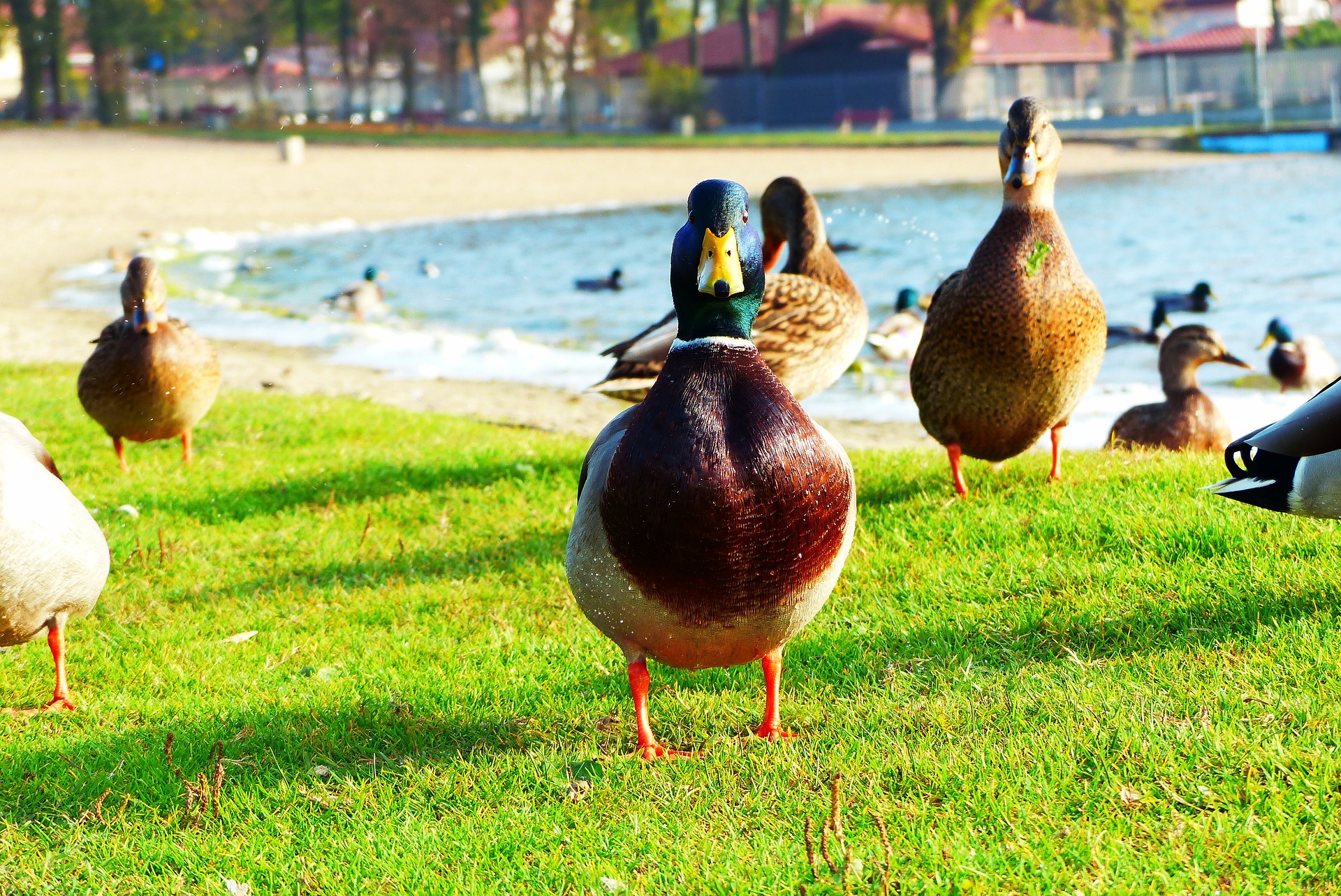 What do Duck Eat? Best Guide. - The Poultry Feed
