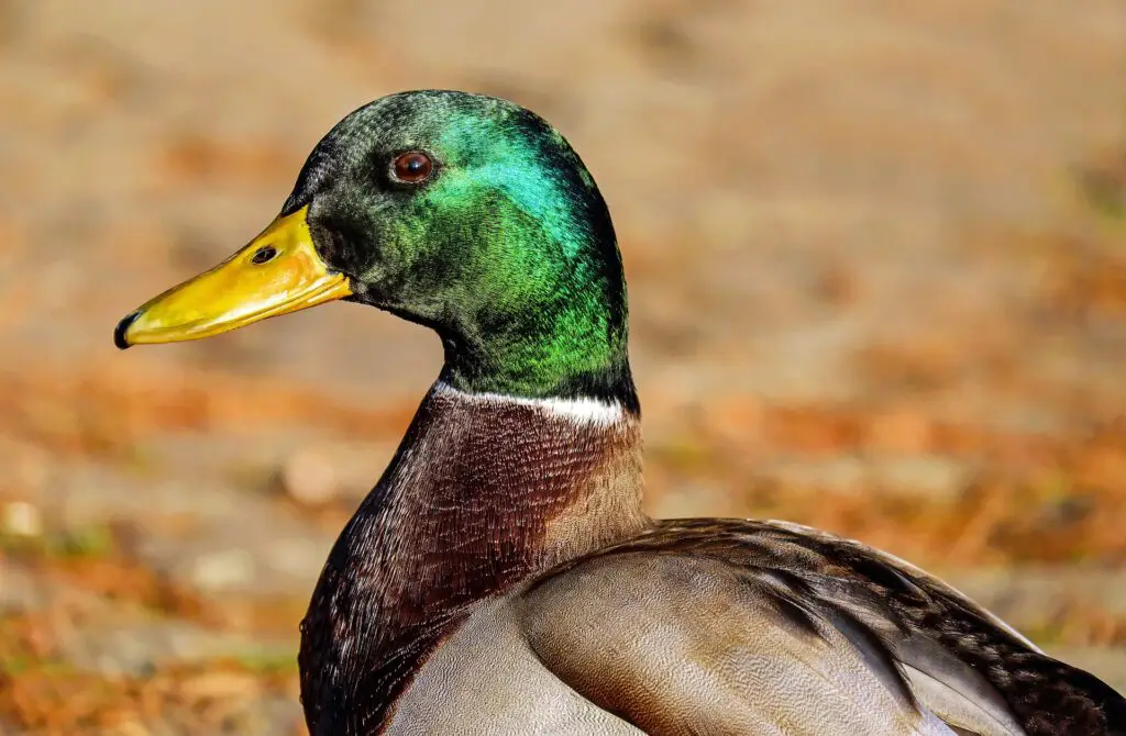 Green Head Duck