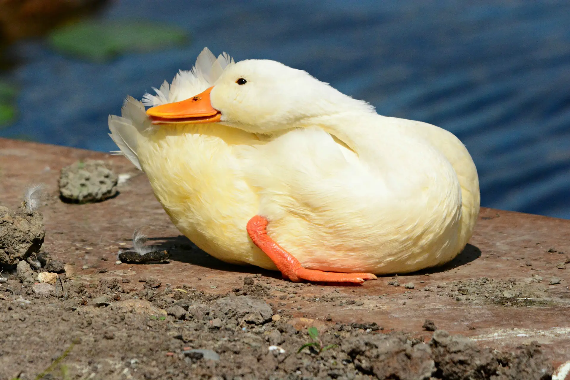 why do ducks wag their tails