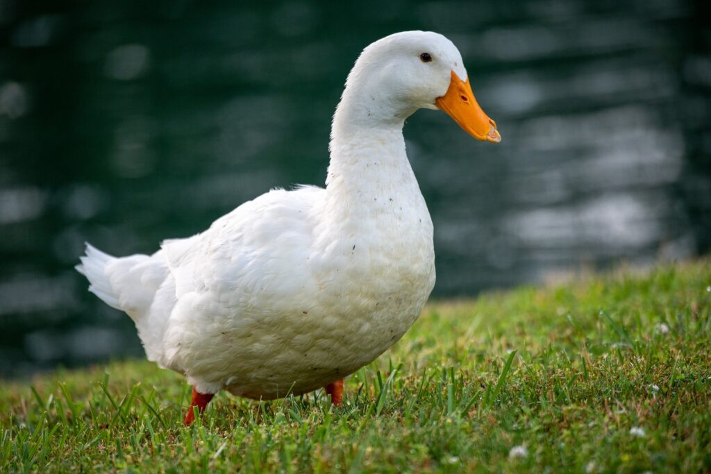 what to feed pet ducks