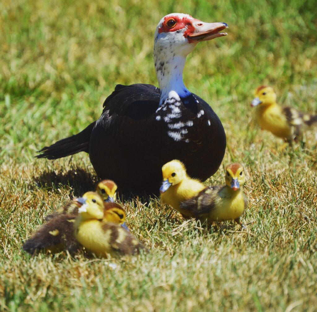 Muscovy duck eggs