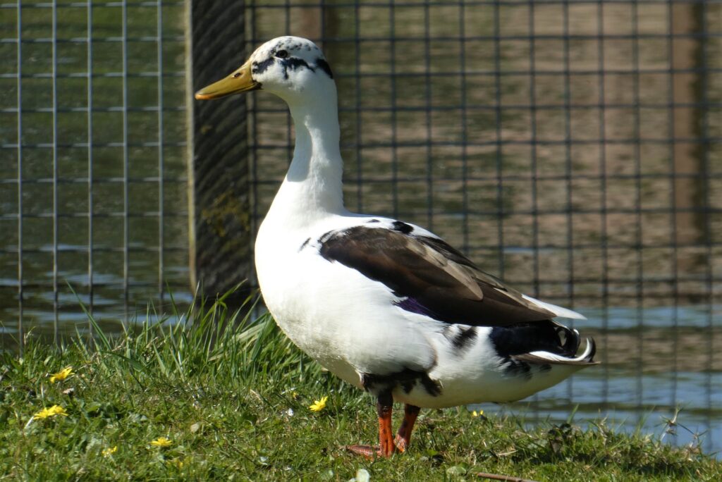 Black And White Duck Breeds