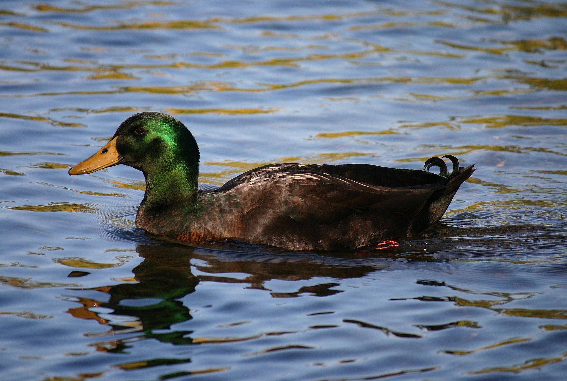 Top 4 Black And White Ducks The Poultry Feed