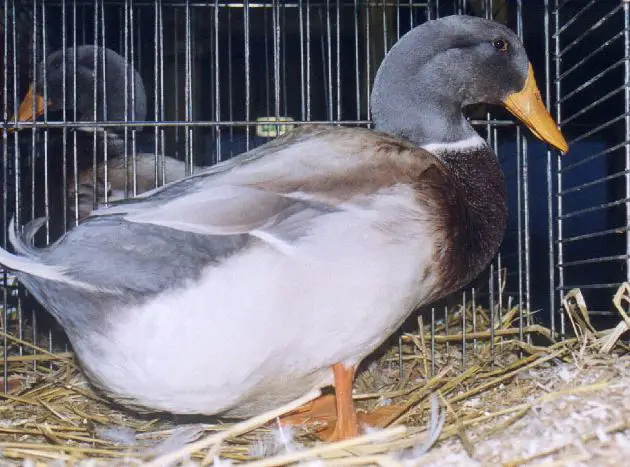 feeding saxony duck