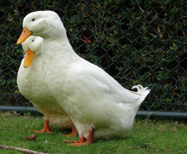 American Pekin Ducks