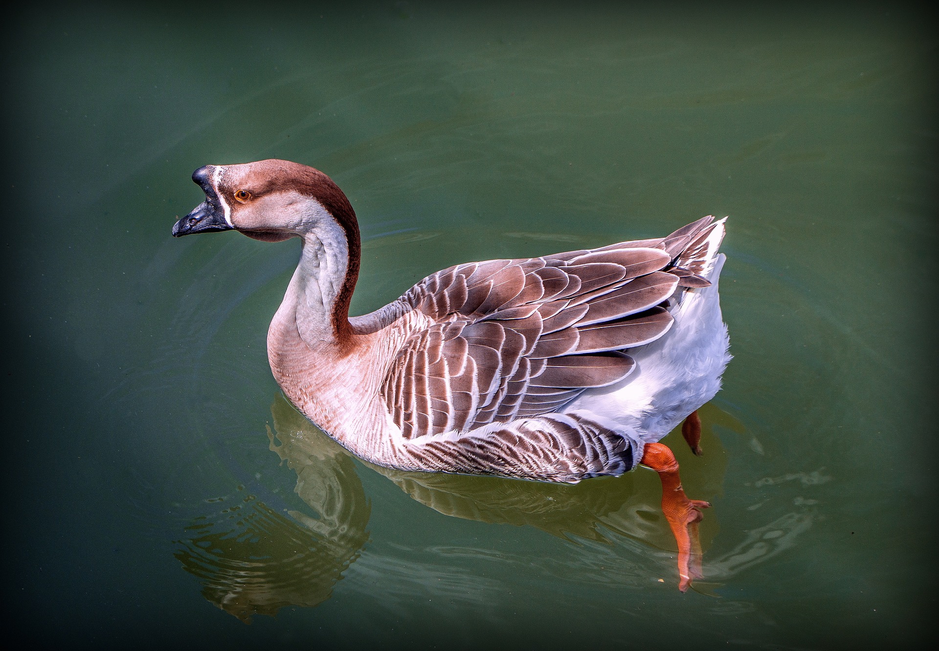 African Goose: The Proud and Beautiful Bird of Africa