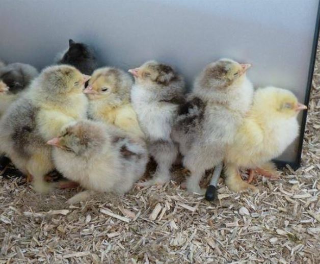 light brahma chicks