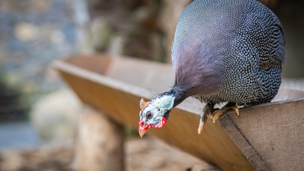 Guinea Fowl Feed