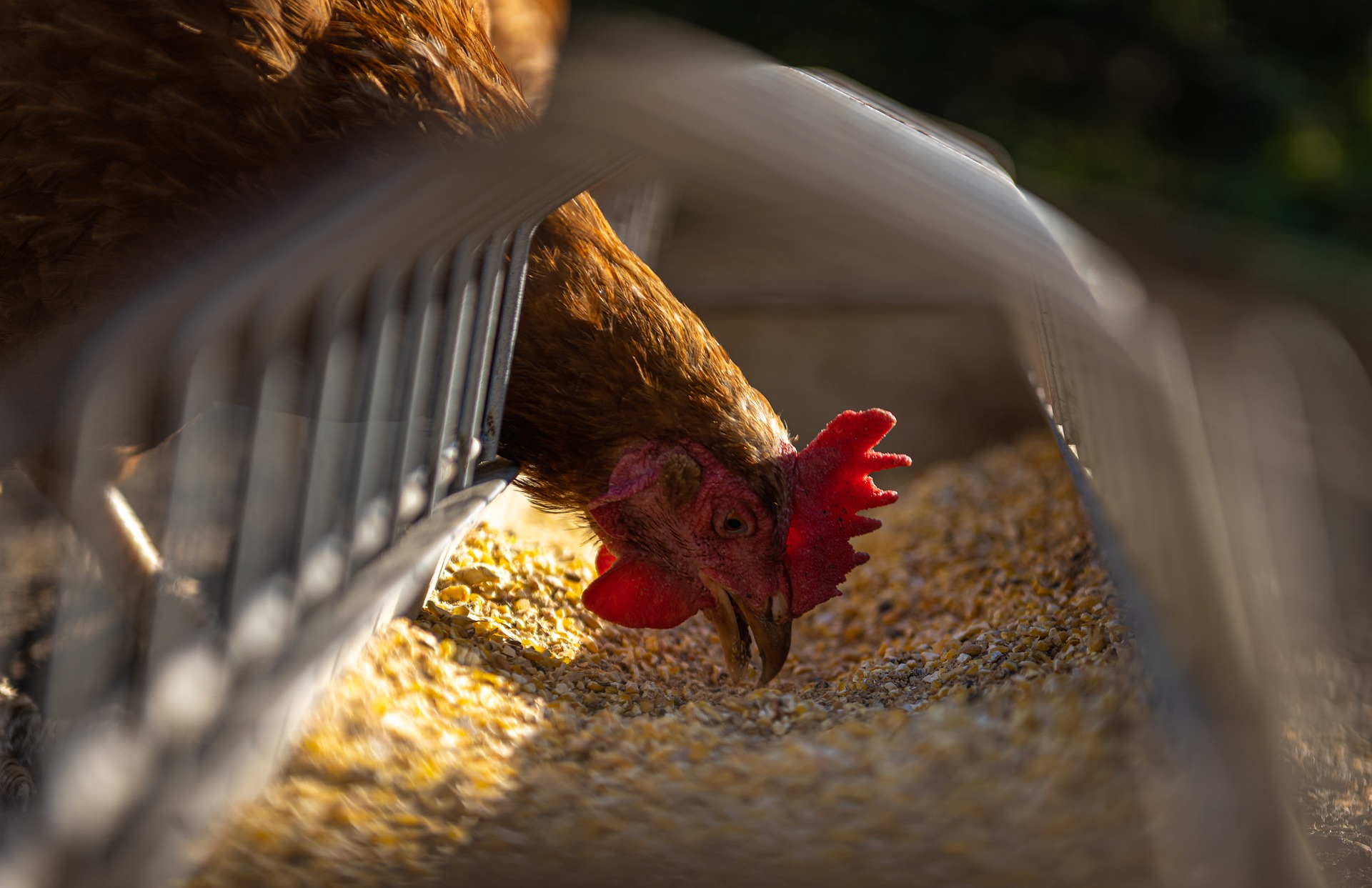 Best organic feed chickens