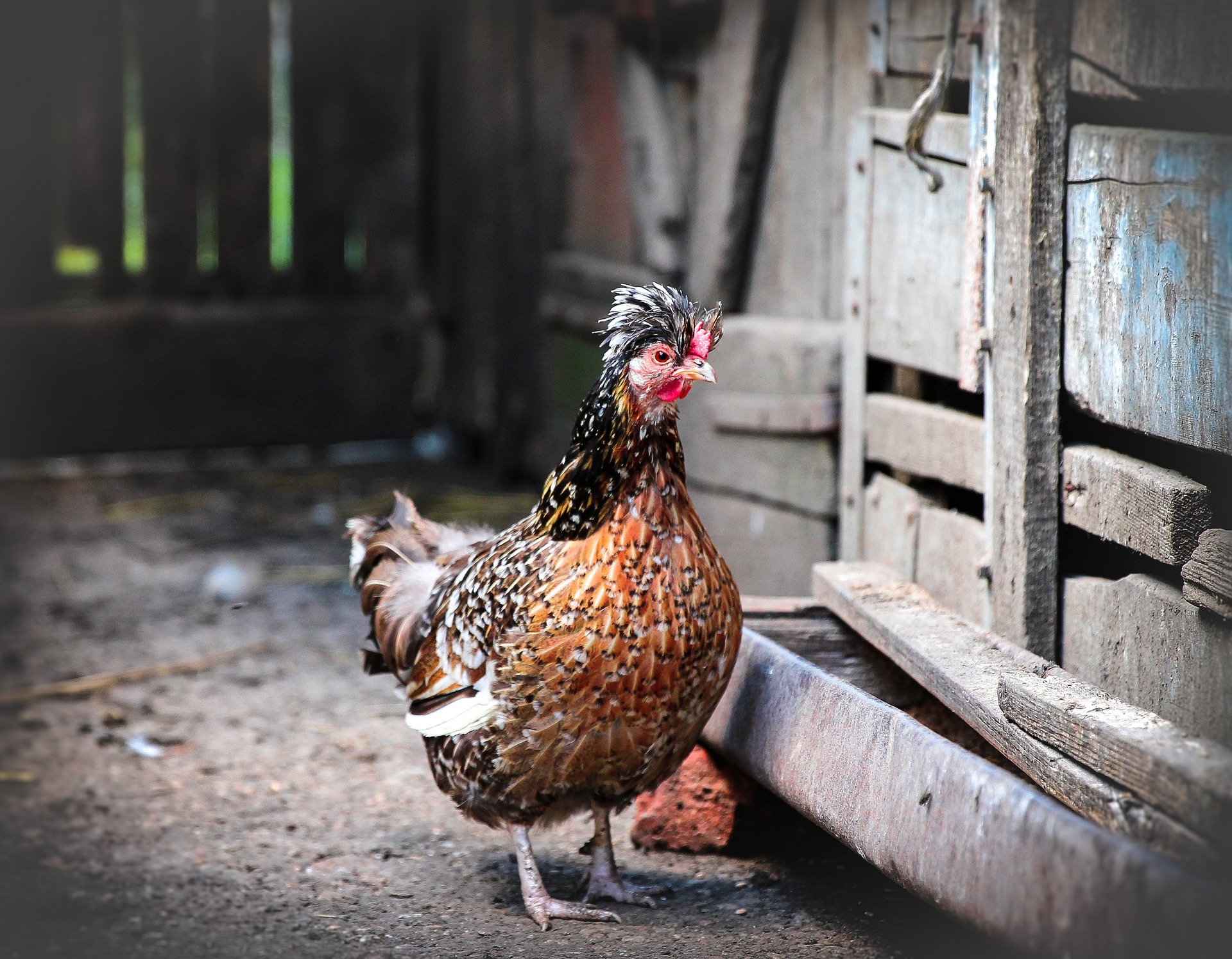 choosing-the-best-chicken-feeder-tray-the-poultry-feed