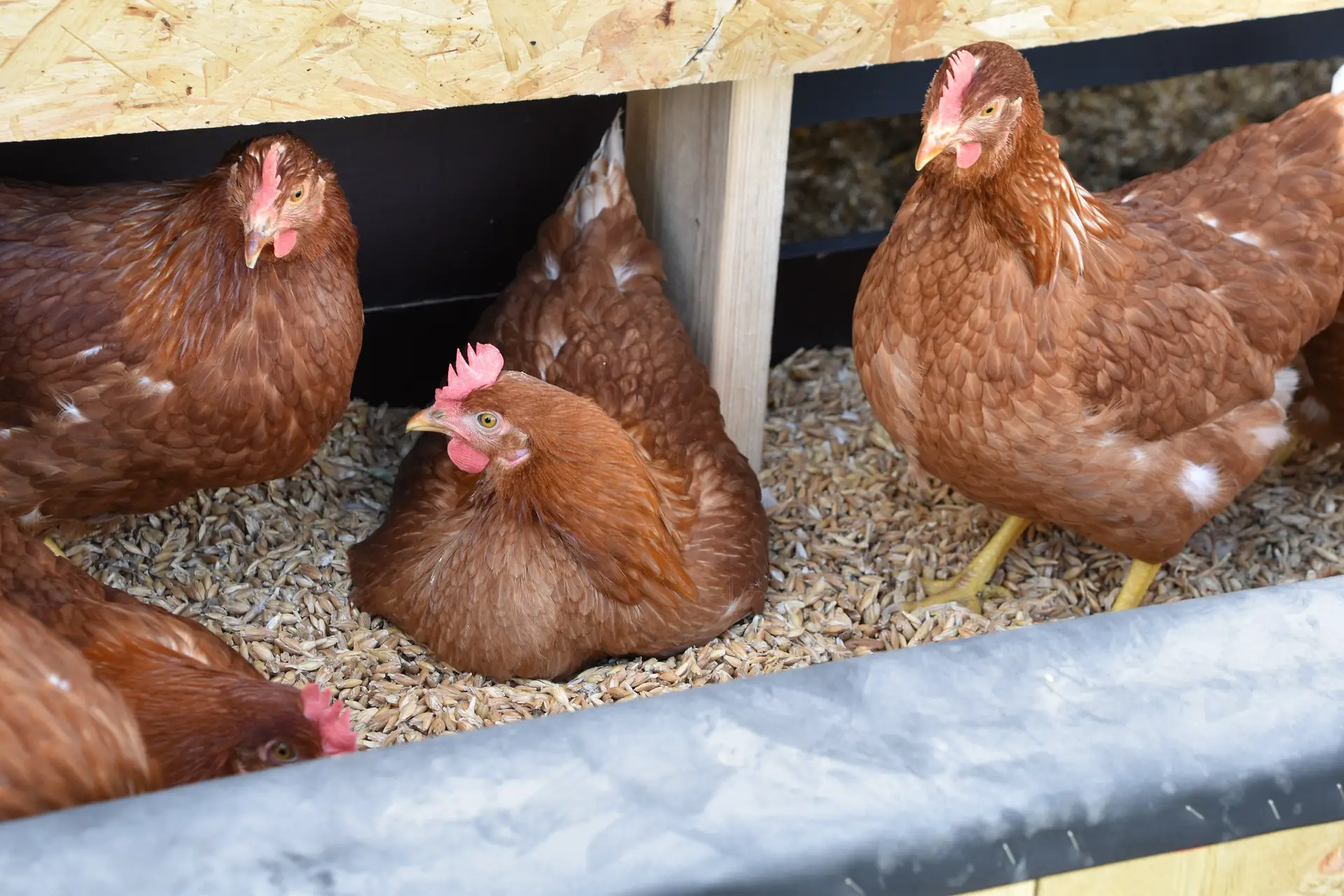 automatic feeder for chicken